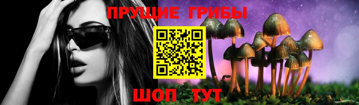 Михайловка  наркота  Вход с VPN  Псилоцибиновые грибы Cubensis 